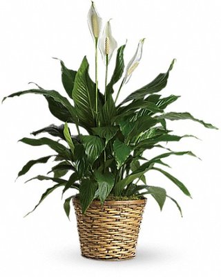 Medium Spathiphyllum Plant