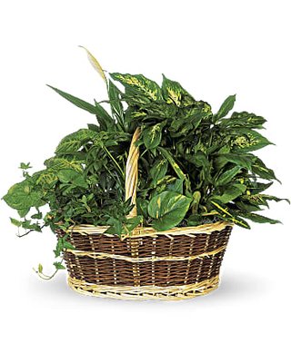 Large Basket of Plants